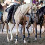 Badi Farm Quarter Horses